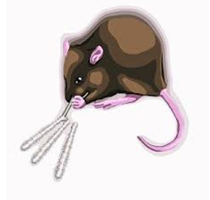 Covid-19, obesity, mental health, and the myth of self-control